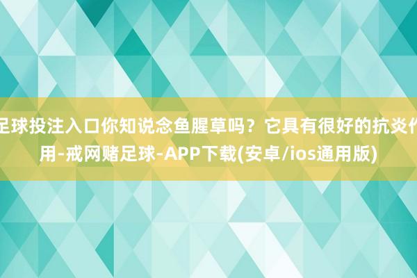 足球投注入口你知说念鱼腥草吗？它具有很好的抗炎作用-戒网赌足球-APP下载(安卓/ios通用版)