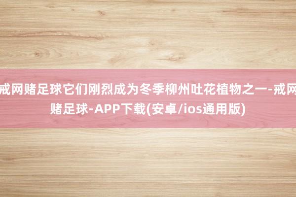 戒网赌足球它们刚烈成为冬季柳州吐花植物之一-戒网赌足球-APP下载(安卓/ios通用版)